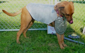 Cosplay Armor (for Dogs) #gishwhes – Jane's Folly